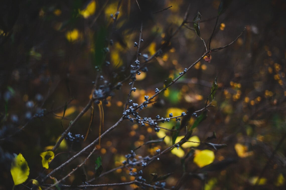 How to Make Bayberry Candles Fare Isle