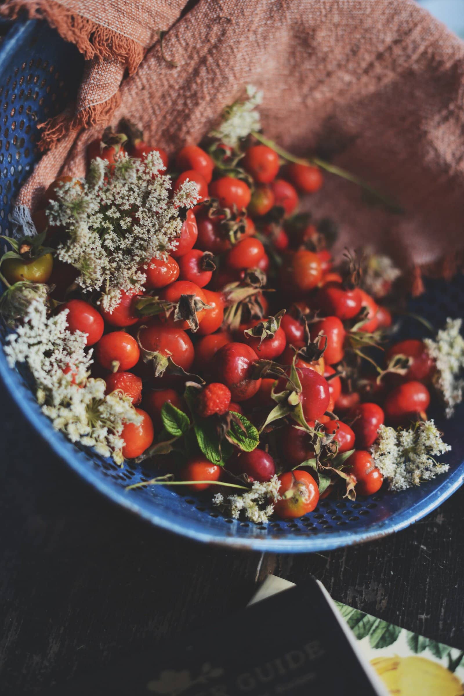 Rose hips in a blue enamel colander