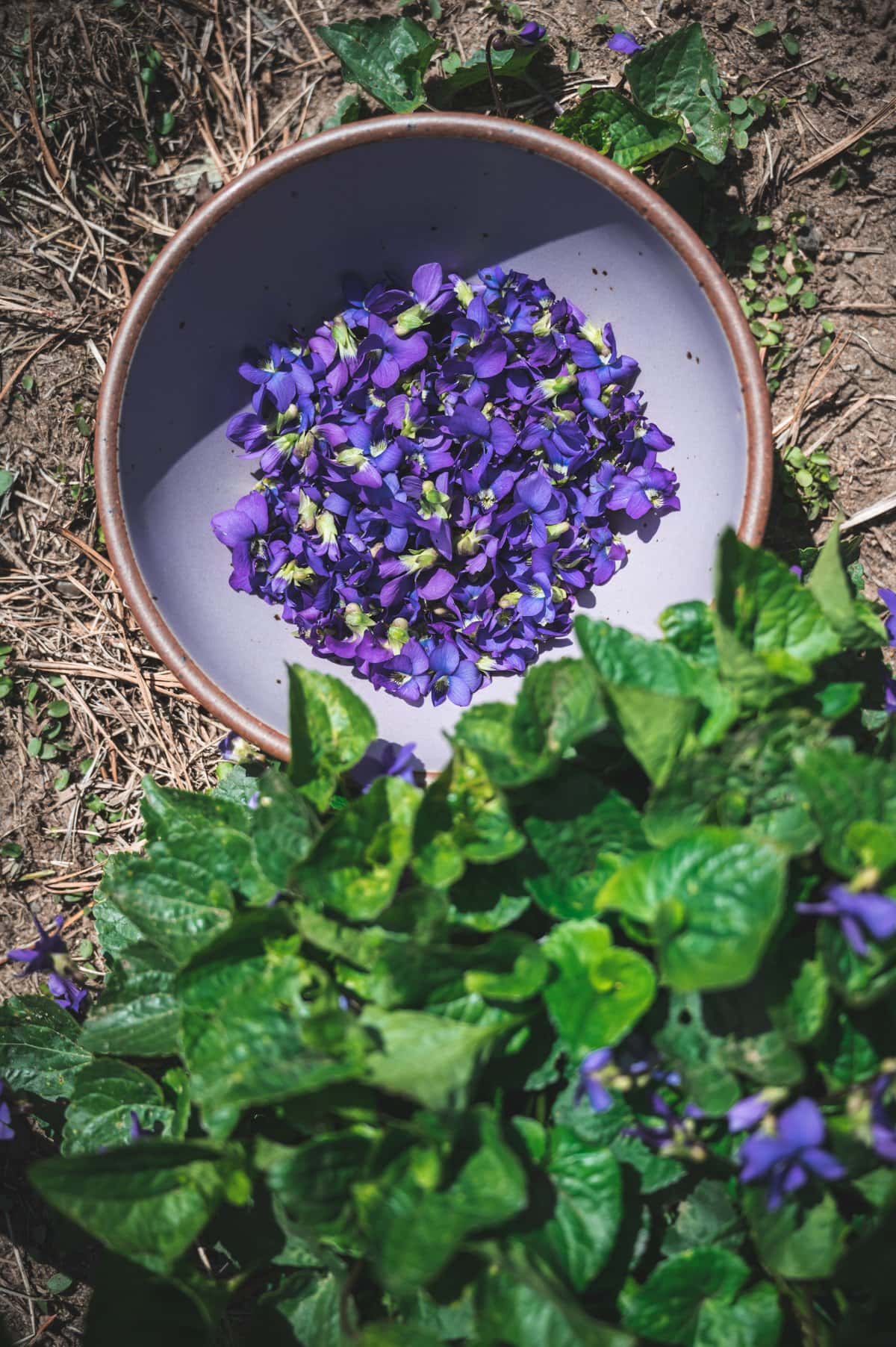 Top down shot of a wild violet plant with a purple cermaic bowl filled with picked violet flowers sitting next to it.