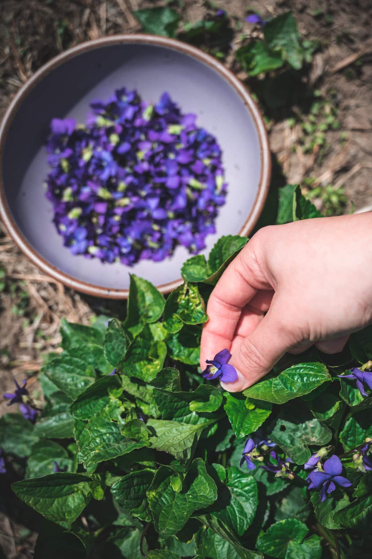 Kaity picks wild violet flower heads from a violet plant and placing them in a purple ceramic bowl sitting next to the plant on the ground.