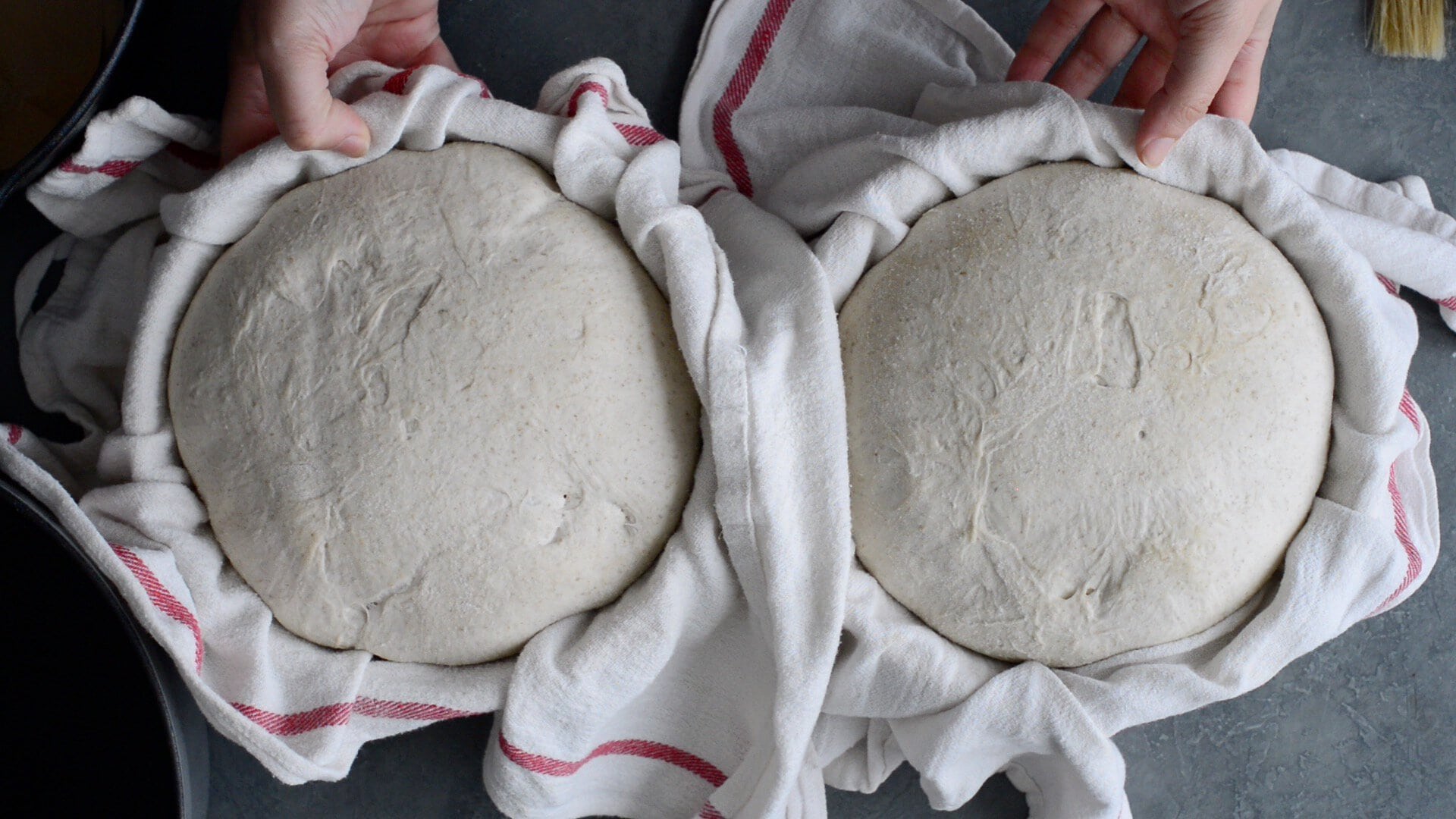 Two round loaves of cold-proofed artisan sourdough dough, ready for a sourdough bread recipe, rest side by side on a cloth with red stripes as hands gently hold the fabric’s edges around them.