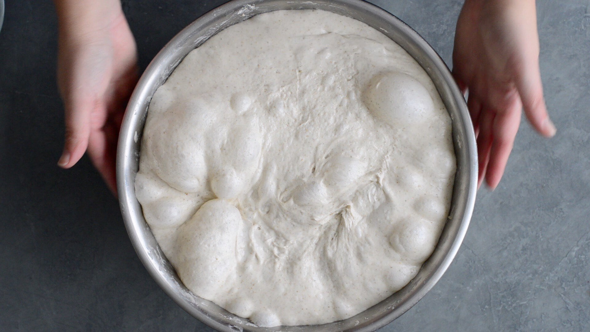 A pair of hands holds a large metal bowl filled with risen, bubbly artisan sourdough bread dough at the end of bulk fermentation on a gray countertop.