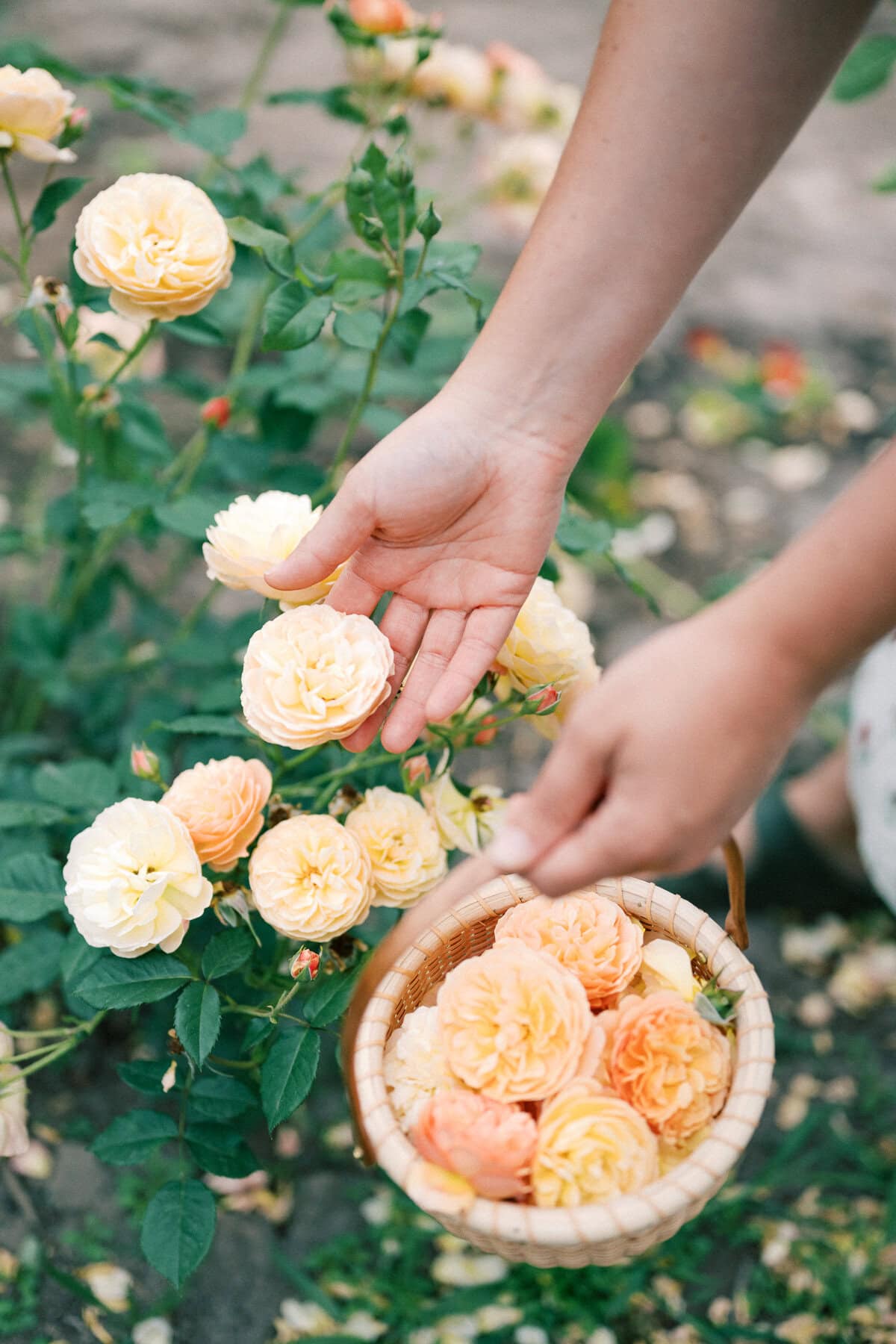 A person gently picks yellow and peach roses from a bush, dreaming of making strawberry shortcake with biscuits, while holding a small wicker basket filled with freshly cut blooms.